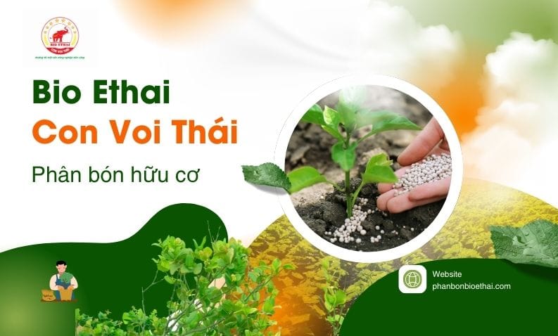 baner-bio-ethai-1