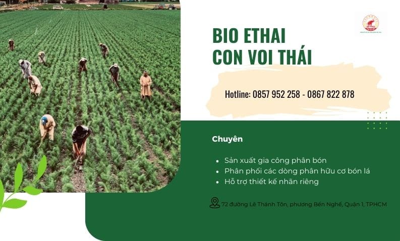 baner-bio-ethai-2