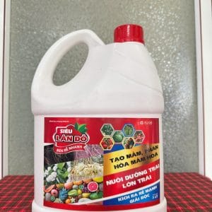 Siêu lân đỏ ( đổ gốc )